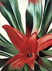 Georgia O'keeffe Famous Paintings - Leaves of a Plant